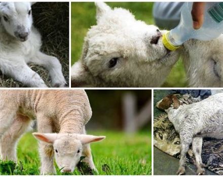 What to do if a lamb has a swollen belly and what are the reasons, treatment of tympania