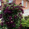 Charakteristiky a výsadba odrôd Rouge Cardinal cultivar clematis