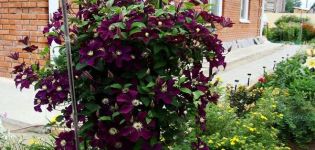 Characteristics and planting of Rouge Cardinal cultivar clematis, pruning group