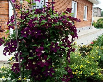 Charakteristiky a výsadba odrôd Rouge Cardinal cultivar clematis