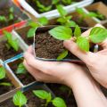 Per què les plantetes de pebrot arrufen les fulles i què fer?