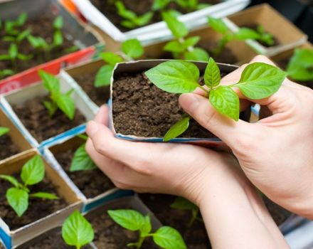 ¿Por qué las plántulas de pimiento rizan las hojas y qué hacer?