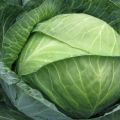 Description of the variety of cabbage Centurion f1, features of cultivation and care