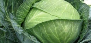 Description of the variety of cabbage Centurion f1, features of cultivation and care