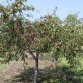 The best self-fertile and undersized cherry varieties for growing in central Russia, planting and care