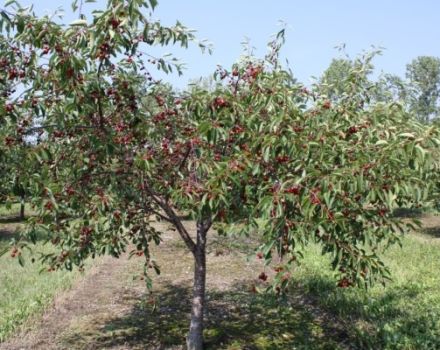 Les meilleures variétés de cerises autofertiles et sous-dimensionnées pour la culture en Russie centrale, la plantation et les soins