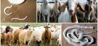 Signs and symptoms of worms in goats, how to treat and preventative measures