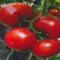 Características y descripción de la variedad de tomate Marissa