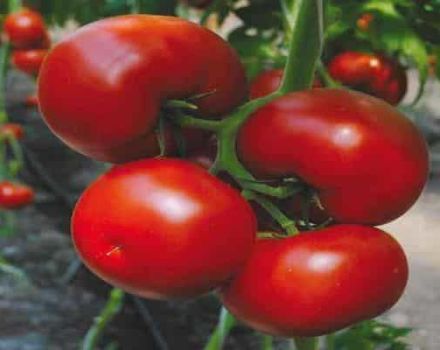 Characteristics and description of the tomato variety Marissa