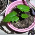 Is it possible to grow grapes from seed at home and how to care for it