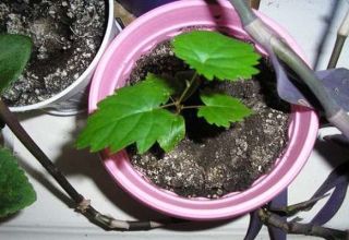 Is it possible to grow grapes from seed at home and how to care for it