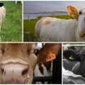 Reasons why a cow can cough and home treatment