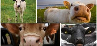 Raisons pour lesquelles une vache peut tousser et traitement à domicile