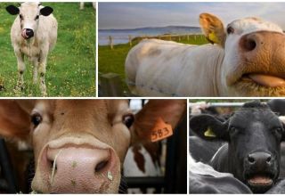 Raisons pour lesquelles une vache peut tousser et traitement à domicile