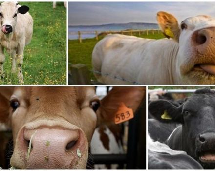 Raisons pour lesquelles une vache peut tousser et traitement à domicile