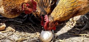 Raisons et que faire si les poulets picorent les œufs, méthodes de résolution du problème