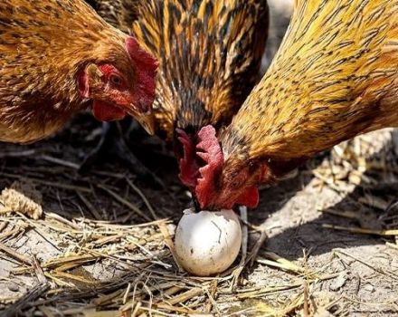 Razones y qué hacer si las gallinas picotean huevos, métodos para resolver el problema.