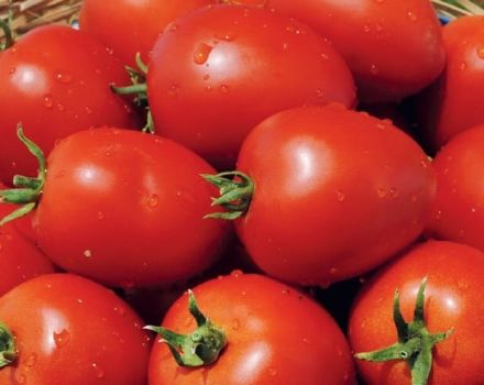 Beschrijving van de Namib-tomatensoort, kenmerken van teelt en verzorging