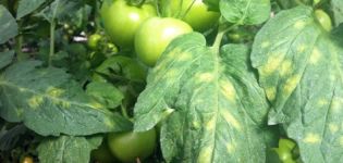 Methods for combating tomato cladosporium disease (brown spot) and resistant varieties