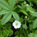 Plantación y cuidado del cinquefoil blanco en campo abierto, cultivo y reproducción.