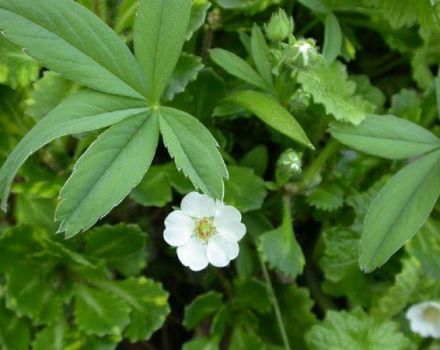 Plantación y cuidado del cinquefoil blanco en campo abierto, cultivo y reproducción.