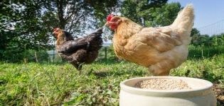 Cara menyediakan mash untuk ayam betina, resipi dan komposisi terbaik