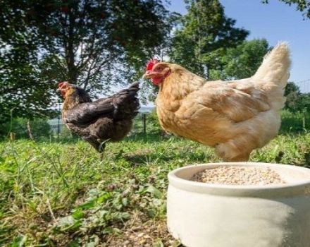 How to properly prepare a mash for laying hens, the best recipes and composition