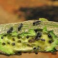 How to get rid of scale insects on lemon, means and methods of struggle