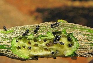 Hoe zich te ontdoen van schaalinsecten op citroen, middelen en methoden van strijd