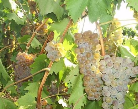 Description and characteristics of Rkatsiteli grapes, breeding history and rules of care