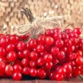 Planting, growing and caring for viburnum in the open field