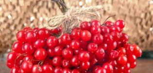 Plantar, cultivar y cuidar viburnum en campo abierto.