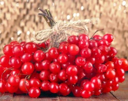 Plantar, cultivar y cuidar viburnum en campo abierto.