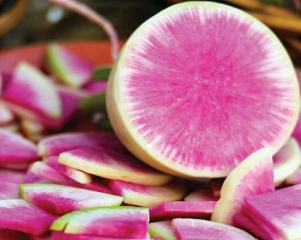 Daikon veislės „Misato Pink“ blizgučių aprašymas, auginimo ir priežiūros ypatybės