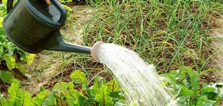 How often and correctly to water the beets outdoors?