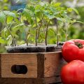 Après quelles cultures peuvent et seront meilleures planter des tomates