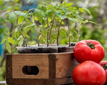 Après quelles cultures peuvent et seront meilleures planter des tomates