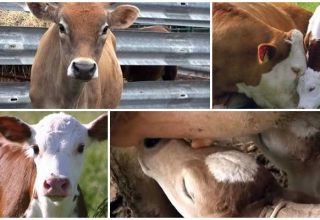 What to do if the calf does not eat or drink and how to feed the young correctly