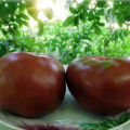 Characteristics and description of tomato varieties of the Gnome tomato series, its yield