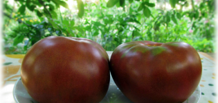 Caractéristiques et description des variétés de tomates de la série de tomates Gnome, son rendement