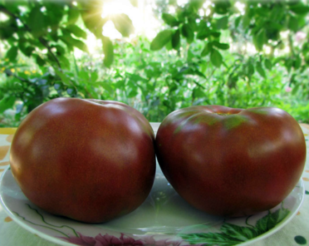 Caractéristiques et description des variétés de tomates de la série de tomates Gnome, son rendement