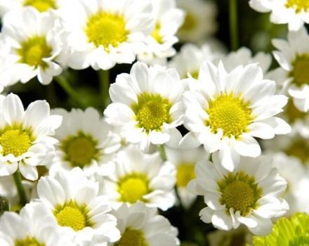 Description de 27 variétés et variétés de chrysanthèmes à la camomille, plantation et entretien