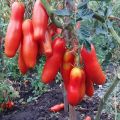 Description of the tomato variety Zabava and its characteristics