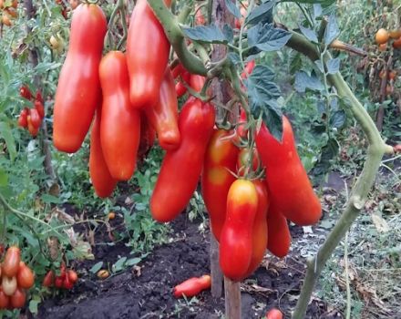 Description de la variété de tomate Zabava et de ses caractéristiques