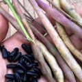 Kesihatan dan kebaikan kacang untuk diabetes, yang lebih berguna