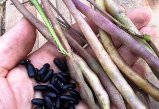 The health benefits and harms of beans for diabetes, which is more useful