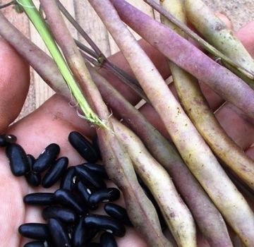 Kesihatan dan kebaikan kacang untuk diabetes, yang lebih berguna