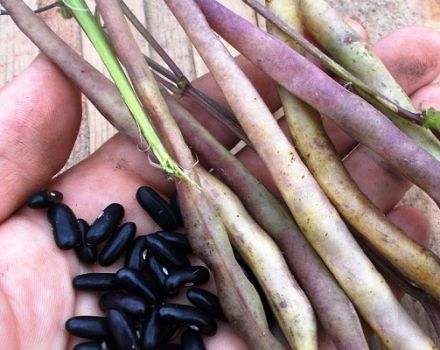 The health benefits and harms of beans for diabetes, which is more useful