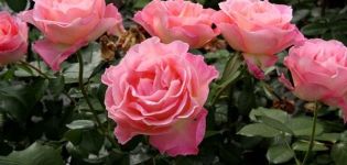 Description des meilleures variétés de rose grandiflora, technologie de culture