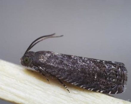 Paano mapupuksa ang plum moth at kung paano ituring ito upang labanan